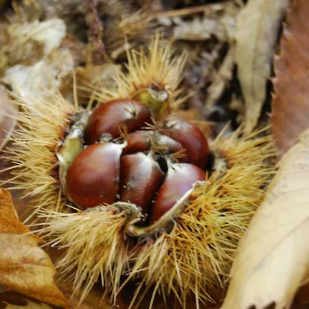 Il Paradiso Monolocale Albareto (Parma)