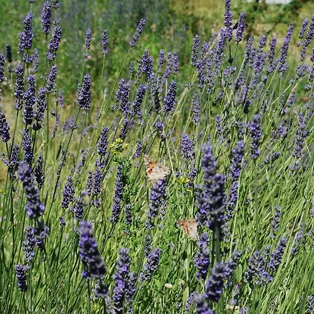 Il Paradiso Monolocale Apartment Albareto (Parma)