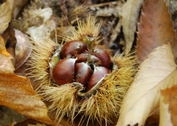 Il Paradiso Monolocale Albareto (Parma)